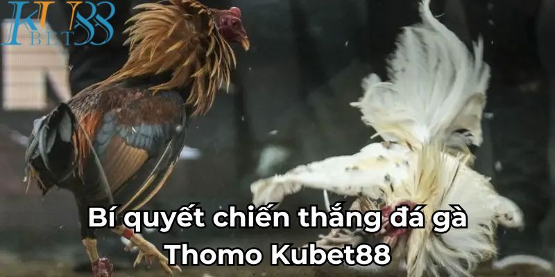 Bí quyết chiến thắng đá gà Thomo Kubet88