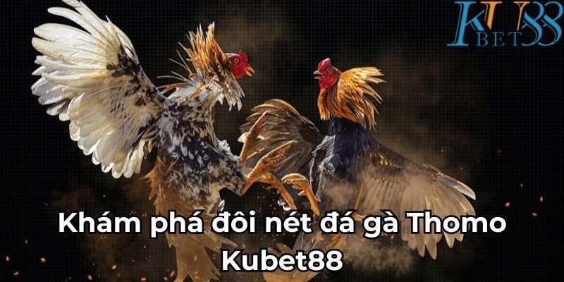 Khám phá đôi nét đá gà Thomo Kubet88